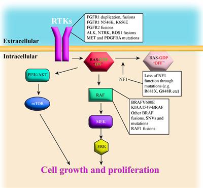 Frontiers Pediatric low grade glioma models advances and